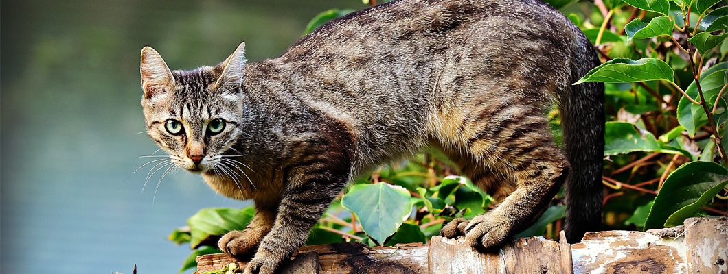 音楽技術開発日記